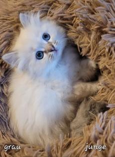 Heilige Birma Kitten