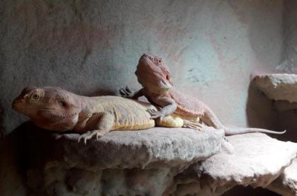 Suche Bartagame 0. 1. adultes Weibchen.