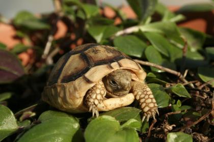 Breitrandschildkröten Testudo marginata eigene Nachzucht 2022.