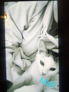 2 kleine amerikanische Shorthair Mix Katzen 16Wo weibl.