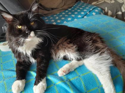 Maine Coon Kitten mit Stammbaum