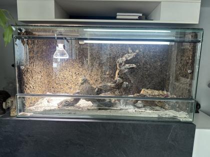 Bartagame Coco Weibchen