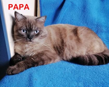 BKH Schottische / Britische / Kitten / Kätzchen