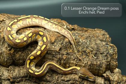 Diverse Pied / het. Pied Jungtiere suchen noch ein neues Zuhause