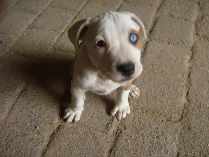 Heilige blauäugige Stafford s am 24. 12. geboren