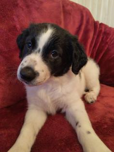 Border Collie Mix welpen