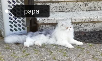 Perser Katze mit Nase
