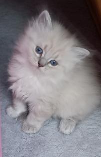 BKH Kitten ab 01. 07 2023