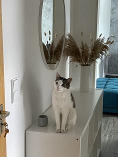 Kater freigänger sucht neues zu Hause