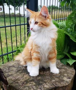 Norwegische Waldkatzen Kitten reinrassig - Babys mit Stammbaum