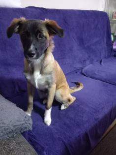 Border Collie Julia Julia ist Mischlingshund Mutter Border Collie Vater Border Terrier. 7 Monate A