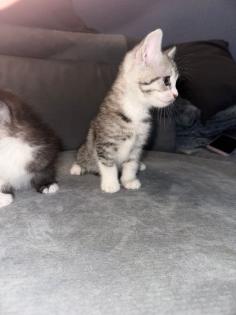 Bkh kitten abgabe bereit