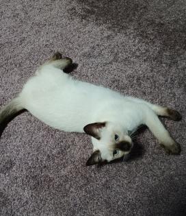 Siam /Thai Kitten Seal Point Babys Kätzchen. Abgabebereit.