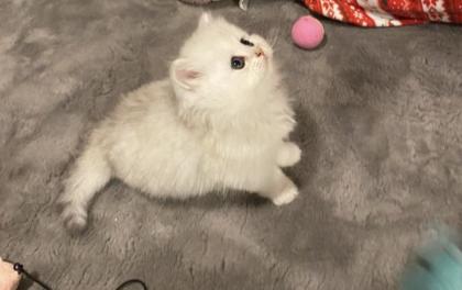 Wunderschöne Britisch Langhaar Katzen