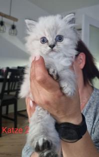 BLH/Ragdoll Kitten suchen ein liebevolles Zuhause