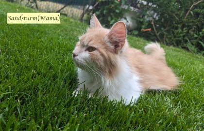 2 süße junge norwegische Waldkatzen Mix Kater suchen ein nettes Zuhause 12 Wochen alt