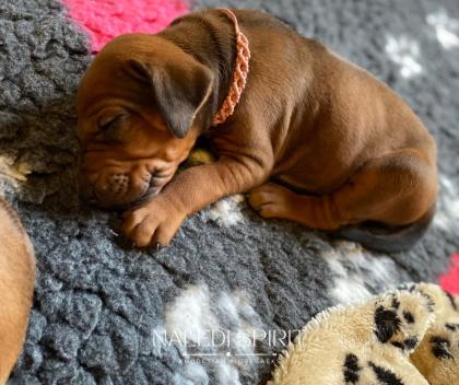 Wunderschöne red wheaten und dark red wheaten Rhodesian Ridgeback Welpen