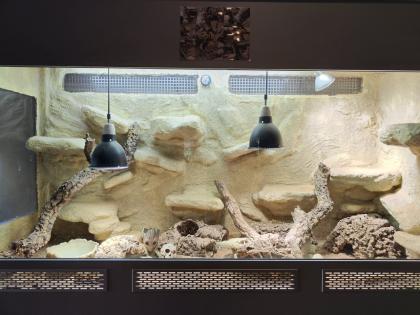 Bartagame m mit großem Terrarium Quarantäneterrarium inkl. Beleuchtung und viel Zubehör