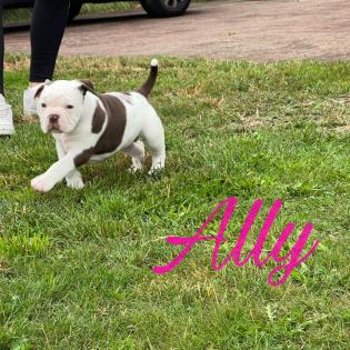 Old englisch Bulldog OEB Welpen zu verkaufen