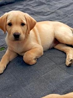 Labrador Welpen Abgabebereit