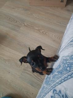Zwei Zwergpinscher-Rüden suchen ein liebevolles Zuhause
