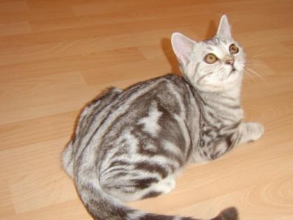 BKH Scottish Fold