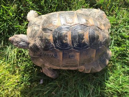 Griechische Landschildkröte männl. 10 Jahre alt