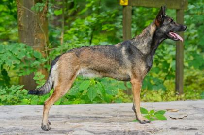 Malinois Welpen SoulGuideDogs X-Mechelaar