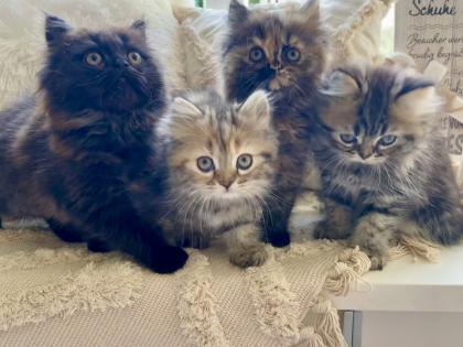 Perser Kitten Kätzchen geimpft abgabebereit