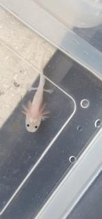 Axolotl Jungtiere