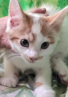 Verschmuste sehr anhängliche Main Coon Mix Babys