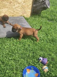 Bayerische Gebirgsschweißhunde Welpen