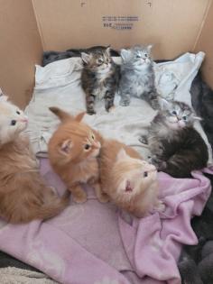 Maine Coon Kitten reinrassig