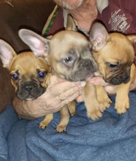 Französische Bulldoggen
