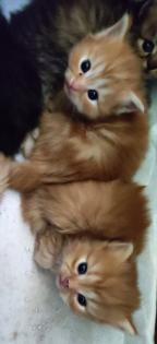 BKH und BLH Kitten suchen liebevolles Zuhause