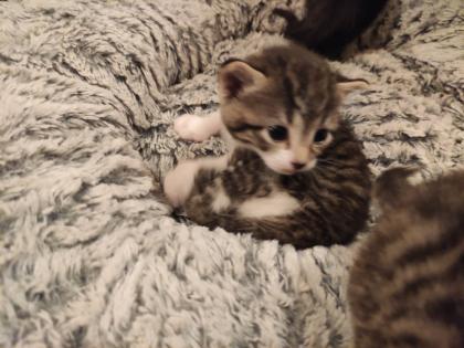 Kitten Kätzchen Babykatze Katzenbaby EKH