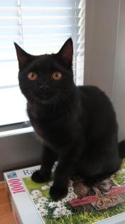 Kater BKH - schwarz/dunkelbraun - 5 Monate alt