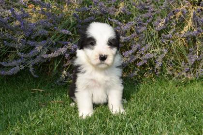 Bearded Collie Welpen reinrassig VDH Papiere . 2 Mädchen suchen noch ihre passende Menschen .