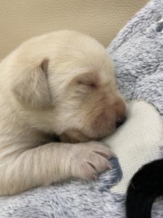Labrador Welpen reinrassig Babylabradore