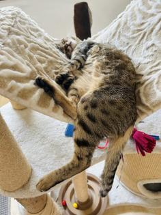 Evita sucht neues Zuhause