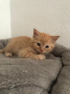 Britisch Kurzhaar Mix Kitten