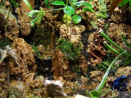 Terrarien Reptilien Zubehör Pflanzen Futtertiere