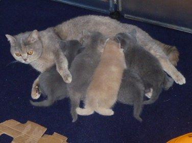Reinrassige süße Britisch-Kurzhaar Kitten warten auf Dich