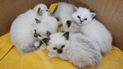 Heilige Birma Kitten - reinrassig suchen ein liebevolles Zuhause