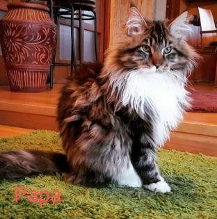 Maine Coon kitten Babykatzen