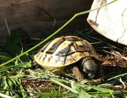 Griechische Landschildkröten Thb. un Thh. kleinbleibende Unterart aus dem westlichen Mittelmeerr