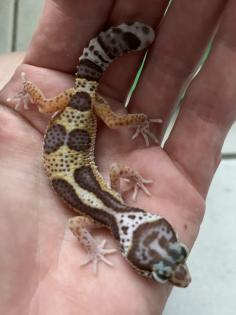 0. 1 Aptor Het Diablo Blanco Leopardgecko Weibchen Enz 23 abzugeben Übergabe Hamm möglich