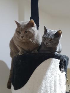 BKH Britisch Kurzhaar Kitten