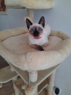 Tonkanesekitten Burma Siam
