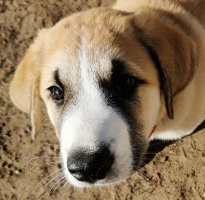 Kangal - Mischlings - Wachhund Welpen